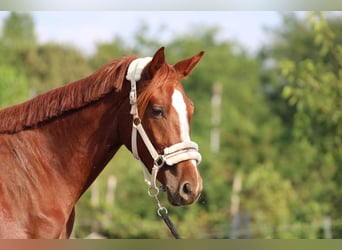 Ungarisches Sportpferd, Stute, 2 Jahre, 130 cm, Dunkelfuchs