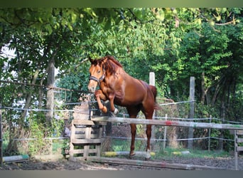 Ungarisches Sportpferd, Stute, 2 Jahre, 164 cm, Dunkelfuchs