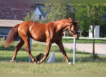 Ungarisches Sportpferd, Stute, 2 Jahre, 164 cm, Dunkelfuchs