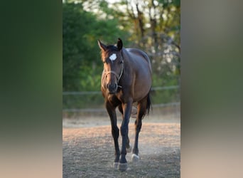 Ungarisches Sportpferd, Stute, 2 Jahre, 166 cm, Rotbrauner