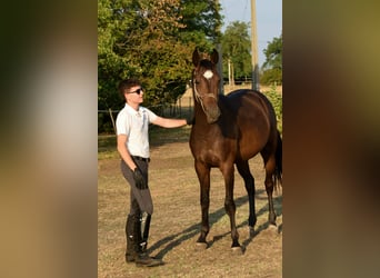 Ungarisches Sportpferd, Stute, 2 Jahre, 166 cm, Rotbrauner