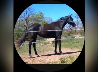 Ungarisches Sportpferd, Stute, 2 Jahre, 170 cm, Rappe