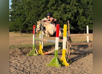 Ungarisches Sportpferd, Stute, 3 Jahre, 135 cm, Palomino