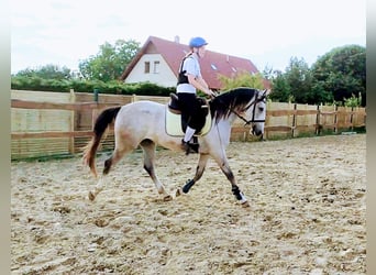 Ungarisches Sportpferd, Stute, 3 Jahre, 150 cm, Apfelschimmel