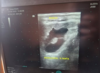 Ungarisches Sportpferd, Stute, 3 Jahre, 165 cm, Dunkelbrauner