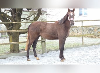 Ungarisches Sportpferd, Stute, 3 Jahre, 165 cm, Fuchs