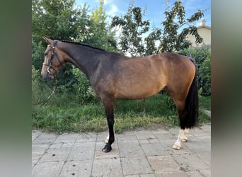 Ungarisches Sportpferd, Stute, 3 Jahre, 165 cm, Rotbrauner