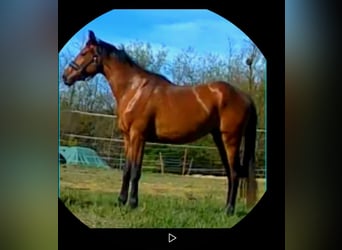 Ungarisches Sportpferd, Stute, 3 Jahre, 170 cm, Brauner