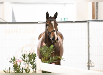Ungarisches Sportpferd, Stute, 3 Jahre, 172 cm, Rotbrauner