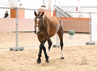 Ungarisches Sportpferd, Stute, 3 Jahre, 172 cm, Rotbrauner