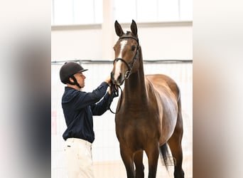 Ungarisches Sportpferd, Stute, 3 Jahre, 172 cm, Rotbrauner