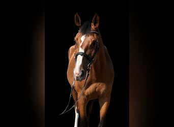 Ungarisches Sportpferd, Stute, 3 Jahre, 172 cm, Rotbrauner