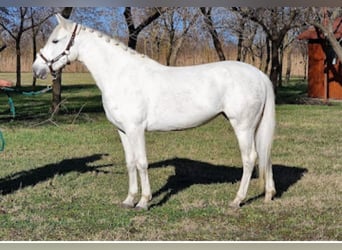 Ungarisches Sportpferd Mix, Stute, 4 Jahre, 147 cm, Schimmel