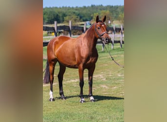 Ungarisches Sportpferd, Stute, 4 Jahre, 158 cm, Rotbrauner