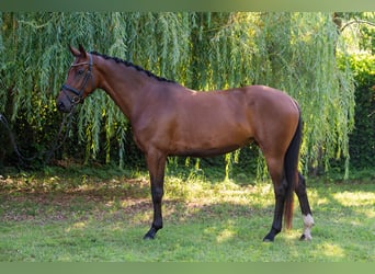 Ungarisches Sportpferd, Stute, 4 Jahre, 162 cm, Rotbrauner