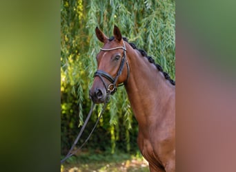 Ungarisches Sportpferd, Stute, 4 Jahre, 162 cm, Rotbrauner
