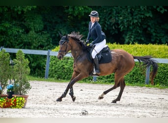 Ungarisches Sportpferd, Stute, 4 Jahre, 164 cm, Rotbrauner