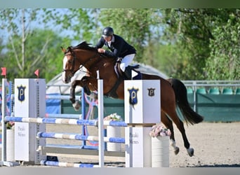 Ungarisches Sportpferd, Stute, 4 Jahre, 166 cm, Brauner