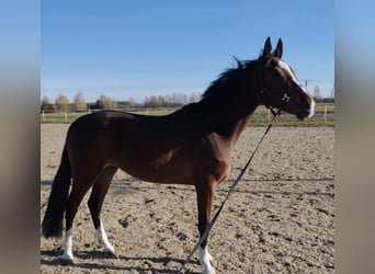 Ungarisches Sportpferd, Stute, 4 Jahre, 167 cm, Hellbrauner