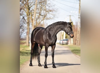 Ungarisches Sportpferd, Stute, 4 Jahre, 168 cm, Rappe