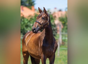 Ungarisches Sportpferd, Stute, 4 Jahre, 168 cm