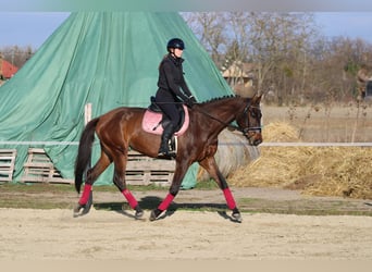 Ungarisches Sportpferd, Stute, 4 Jahre, 170 cm, Dunkelbrauner