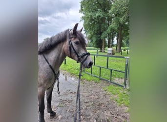 Ungarisches Sportpferd, Stute, 5 Jahre, 147 cm, Apfelschimmel