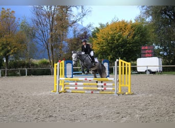 Ungarisches Sportpferd, Stute, 5 Jahre, 147 cm, Apfelschimmel