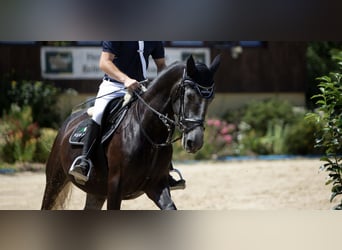 Ungarisches Sportpferd, Stute, 5 Jahre, 162 cm, Kann Schimmel werden