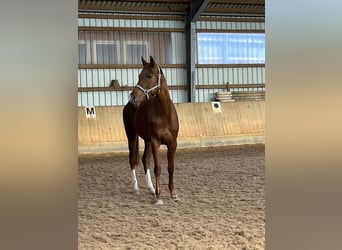 Ungarisches Sportpferd, Stute, 5 Jahre, 165 cm, Dunkelfuchs