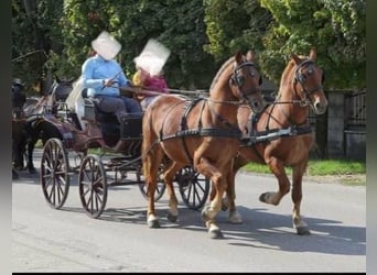 Ungarisches Sportpferd, Stute, 5 Jahre, 165 cm, Dunkelfuchs