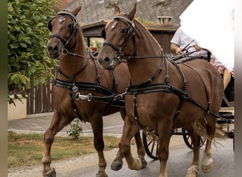 Ungarisches Sportpferd, Stute, 5 Jahre, 165 cm, Dunkelfuchs