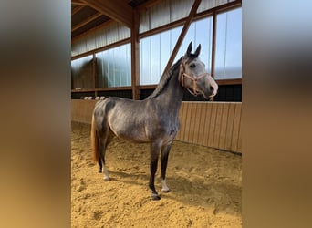 Ungarisches Sportpferd, Stute, 5 Jahre, 165 cm, Schimmel