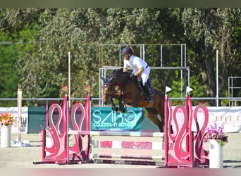 Ungarisches Sportpferd, Stute, 5 Jahre, 166 cm, Rotbrauner