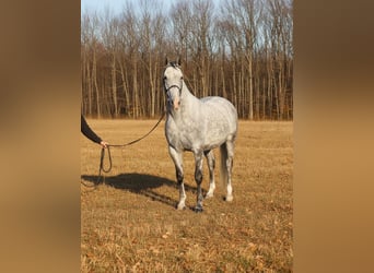 Ungarisches Sportpferd, Stute, 5 Jahre, 167 cm, Schimmel