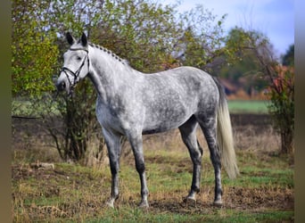 Ungarisches Sportpferd, Stute, 5 Jahre, 168 cm, Schimmel