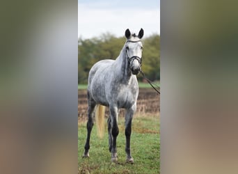 Ungarisches Sportpferd, Stute, 5 Jahre, 168 cm, Schimmel