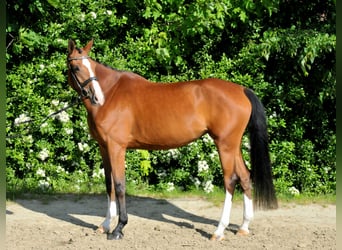 Ungarisches Sportpferd, Stute, 5 Jahre, 170 cm, Brauner