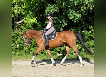 Ungarisches Sportpferd, Stute, 5 Jahre, 170 cm, Brauner