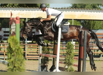 Ungarisches Sportpferd, Stute, 5 Jahre, 178 cm, Brauner