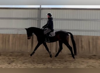 Ungarisches Sportpferd, Stute, 5 Jahre, 178 cm, Brauner