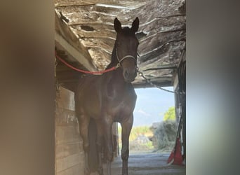 Ungarisches Sportpferd, Stute, 5 Jahre, 178 cm, Brauner