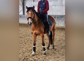 Ungarisches Sportpferd, Stute, 6 Jahre, 144 cm, Brauner