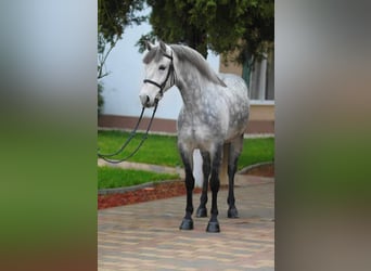 Ungarisches Sportpferd, Stute, 6 Jahre, 144 cm, Schimmel