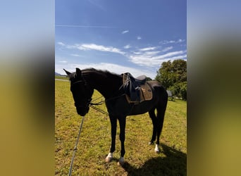 Ungarisches Sportpferd, Stute, 6 Jahre, 150 cm, Rappe