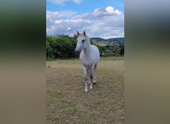 Ungarisches Sportpferd, Stute, 6 Jahre, 153 cm, Schimmel