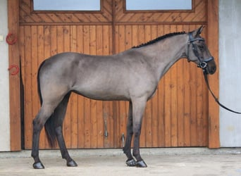 Ungarisches Sportpferd, Stute, 6 Jahre, 155 cm, Dunkelbrauner