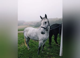 Ungarisches Sportpferd, Stute, 6 Jahre, 155 cm, Rappschimmel