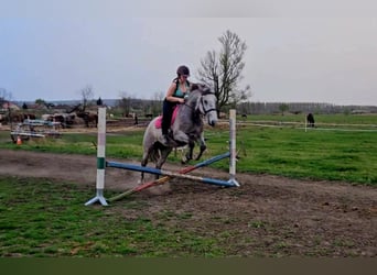 Ungarisches Sportpferd Mix, Stute, 6 Jahre, 160 cm, Apfelschimmel