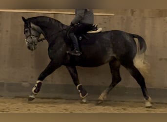 Ungarisches Sportpferd, Stute, 6 Jahre, 160 cm, Apfelschimmel